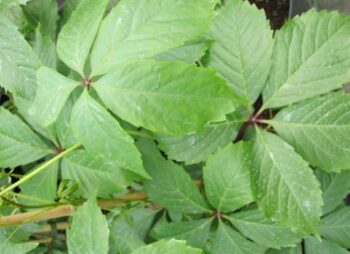PARTHENOCISSUS QUINQUEFOLIA (TRELLIS)