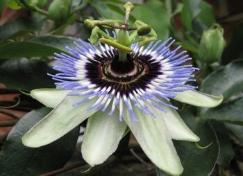 PASSIFLORA CAERULEA
