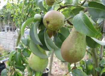 PEAR CONCORDE