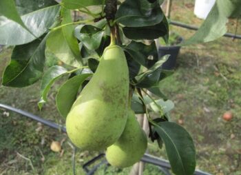 PEAR CONFERENCE