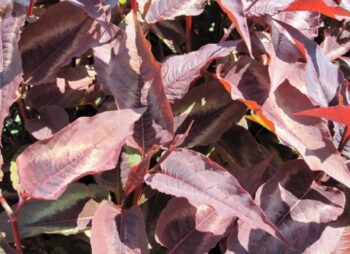 PERSICARIA RED DRAGON