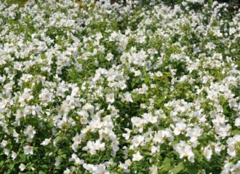 PHILADELPHUS BELLE ETOILE
