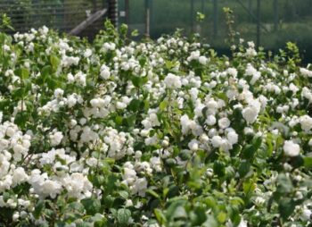 PHILADELPHUS VIRGINAL