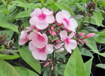 PHLOX BRIGHT EYES