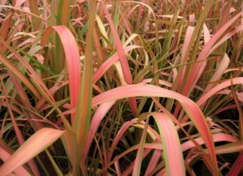 PHORMIUM JESTER