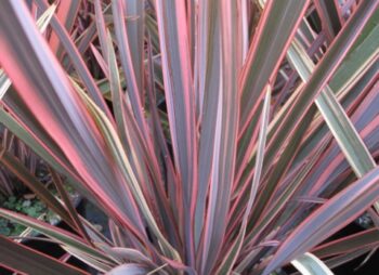 PHORMIUM RAINBOW QUEEN