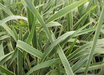 PHORMIUM TENAX VARIEGATA 120-150