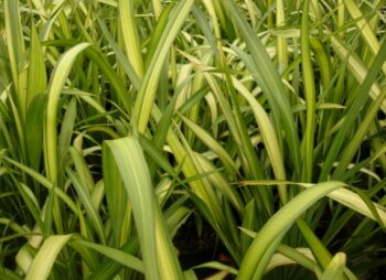 PHORMIUM YELLOW WAVE