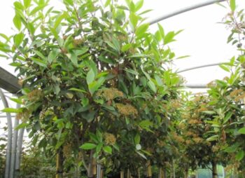 PHOTINIA RED ROBIN TALL STD 10-12