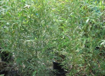 PHYLLOSTACHYS AUREA 175-200
