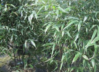 PHYLLOSTACHYS NIGRA 175-200