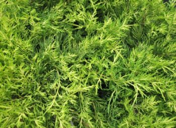 JUNIPERUS PFITZERIANA AUREA