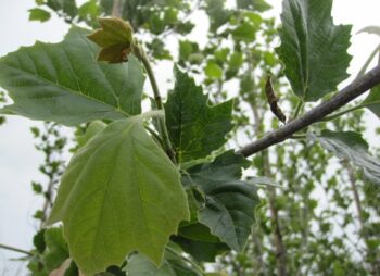 PLATANUS x HIS. TREMONIA 8-10 (ZPc01)