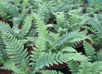 POLYSTICHUM HERRENHAUSEN