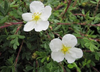 POTENTILLA ABBOTSWOOD