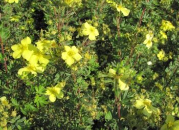 POTENTILLA FRUTICOSA