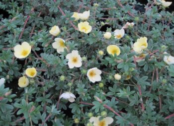 POTENTILLA PRIMROSE BEAUTY