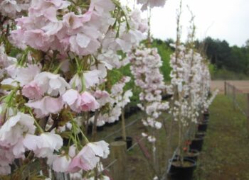 PRUNUS AMANOGAWA 6-8