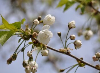 PRUNUS AVIUM PLENA 14-16