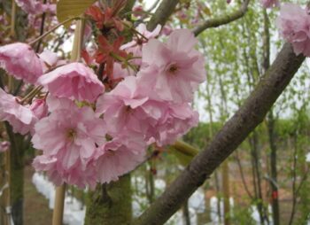 PRUNUS KANZAN 8-10