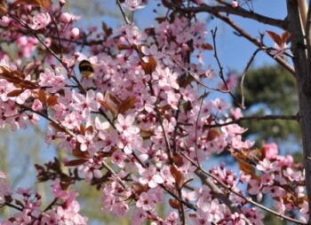 PRUNUS SPRING GLOW 8-10