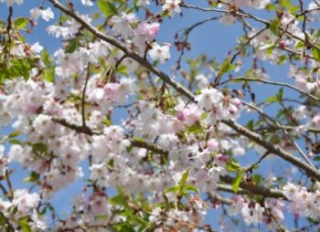 PRUNUS SUB. AUTUMNALIS ROSEA 12-14