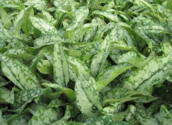 PULMONARIA SISSINGHURST WHITE