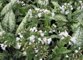 PULMONARIA OPAL