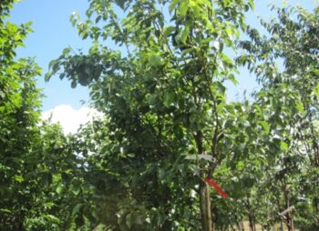PYRUS CALL.CHANTICLEER 200-250