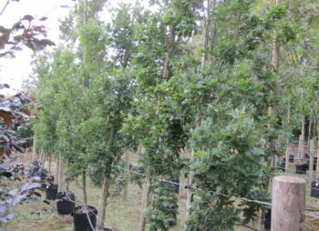 QUERCUS ROBUR KOSTER 8-10 (ZPa16)
