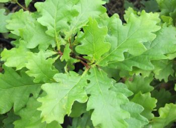 QUERCUS ROBUR (ZPa16)