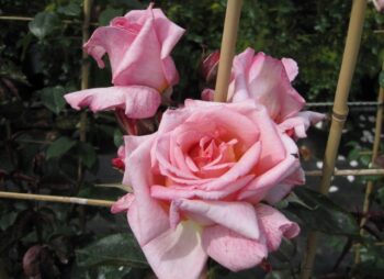 ROSA COMPASSION (TRELLIS)