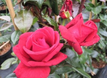 ROSA DIZZY HEIGHTS (TRELLIS)