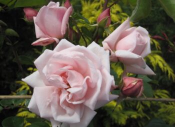 ROSA NEW DAWN (TRELLIS)