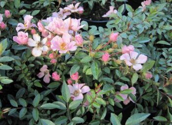 ROSA NOZOMI
