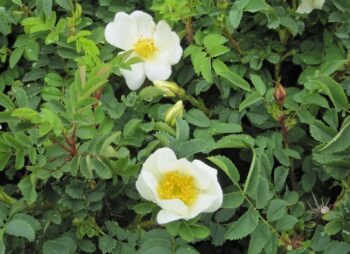 ROSA PIMPINELLIFOLIA
