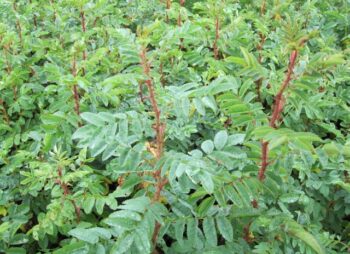 ROSA RUBIGINOSA
