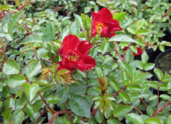 ROSA SUFFOLK