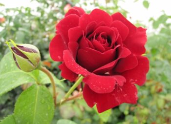 ROSA THAT'S JAZZ