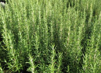 ROSMARINUS OFFICINALIS