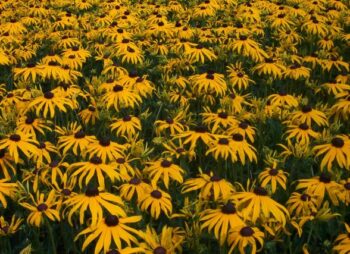 RUDBECKIA GOLDSTURM