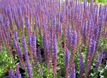 SALVIA NEM. MAINACHT