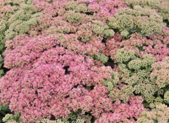 SEDUM AUTUMN JOY