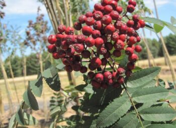SORBUS AUC. CARDINAL ROYAL 12-14