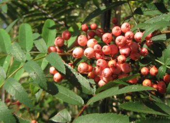 SORBUS HUPEHENSIS 10-12