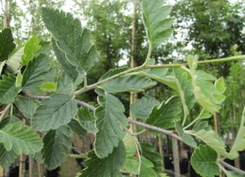 SORBUS INTERMEDIA BROUWERS 12-14