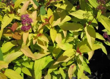 SPIRAEA FIRELIGHT