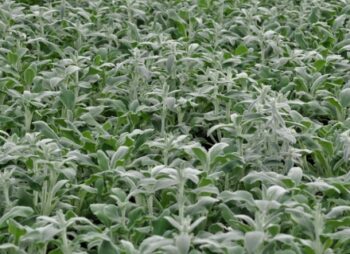 STACHYS BYZANTINA