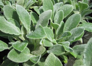 STACHYS SILVER CARPET