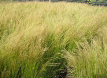 STIPA TENUISSIMA